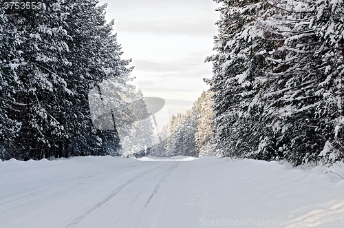 Image of Road asphalt snow-covered and conifers