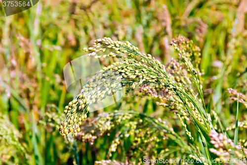 Image of Millet ears of unripe