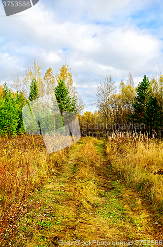Image of Forest autumn with green pine and road