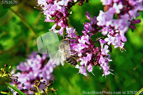 Image of Bee on the flowers of oregano