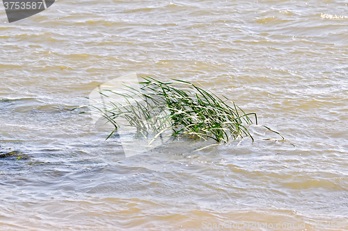 Image of Reed in river water