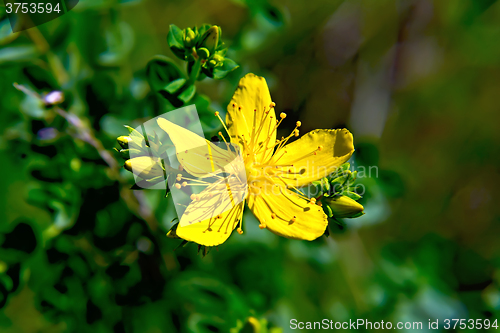 Image of Hypericum Flower