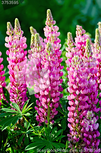 Image of Lupin pink with leaves
