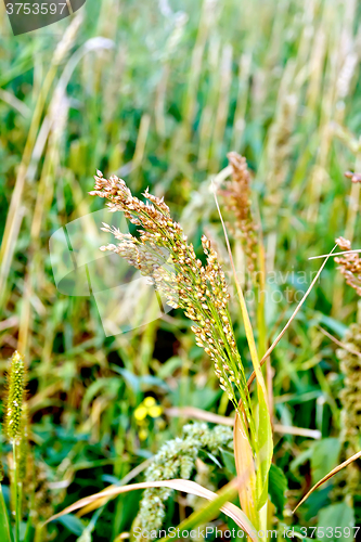 Image of Millet ears on field background