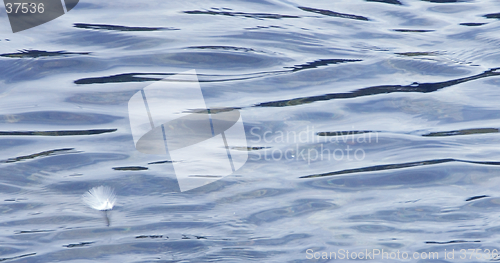 Image of Floating Feather