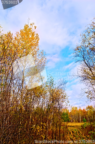 Image of Forest autumn with road and blue sky