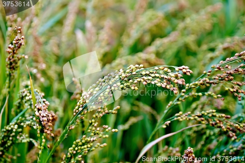 Image of Millet stalks green