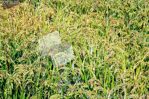 Image of Millet field