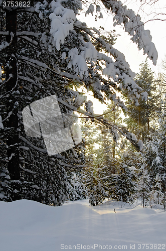 Image of Forest winter at sunset