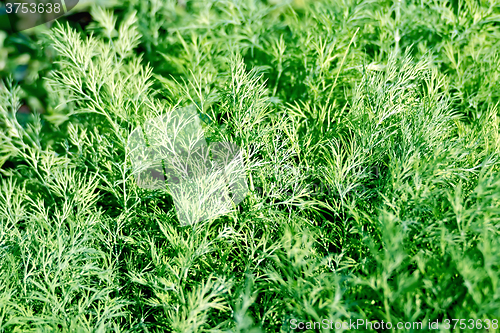 Image of Dill green in the garden