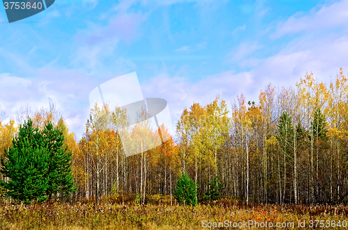 Image of Forest autumn and blue sky