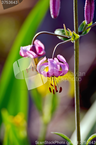 Image of Lilium martagon purple