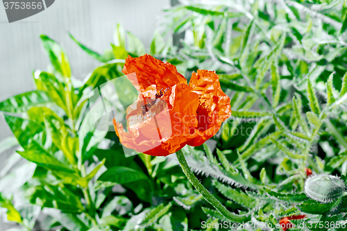 Image of Poppy red with leaves