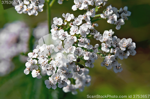 Image of Yarrow white