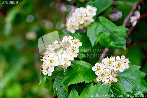 Image of Hawthorn white flowers