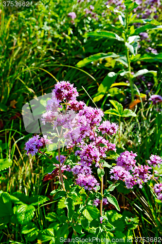 Image of Oregano in the grass