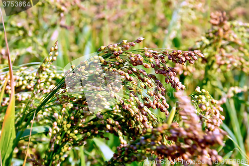 Image of Millet ears red