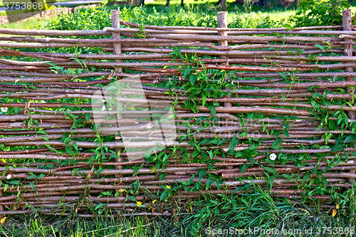 Image of Fence wicker willow with bindweed