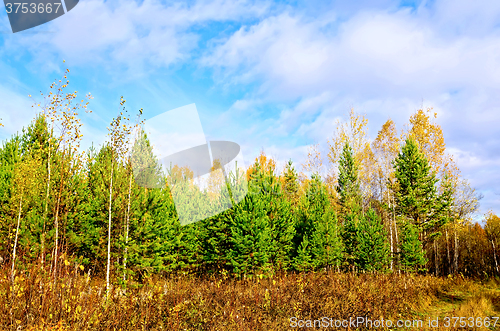 Image of Forest autumn with pine and blue sky