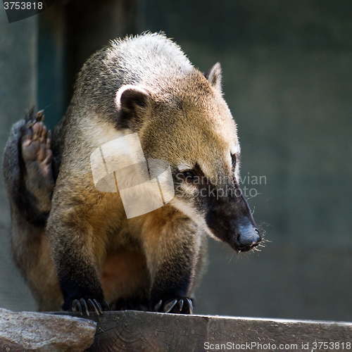 Image of South American coati, or ring-tailed coati