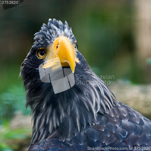 Image of Steller\'s sea eagle