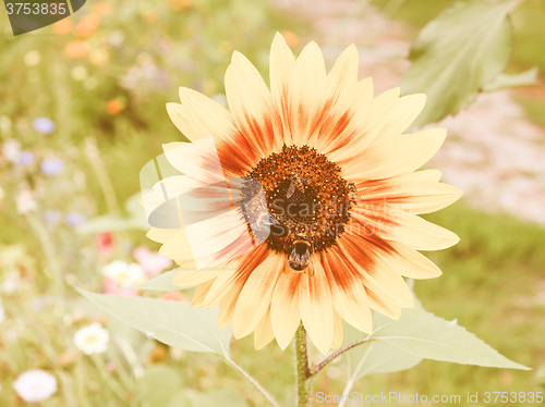 Image of Retro looking Sunflower flower