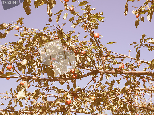 Image of Retro looking Trees in a park