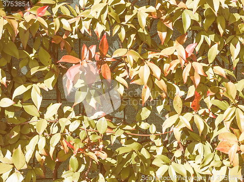 Image of Retro looking Green leaves