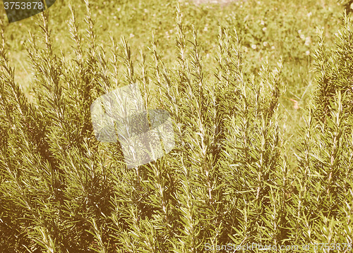 Image of Retro looking plant
