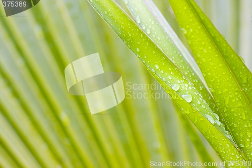 Image of Leaves of a palmtree after the rain