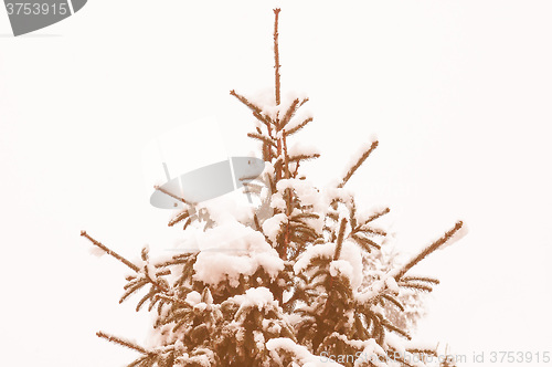Image of Retro looking Pine tree