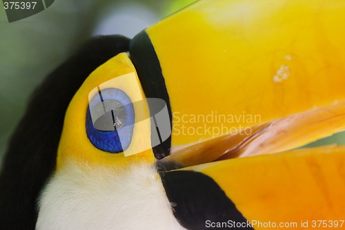 Image of Close-up of a toucan