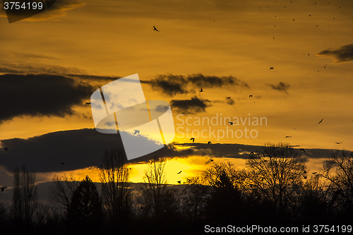 Image of Birds Flying in Sunset