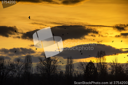 Image of Birds Flying in Sunset