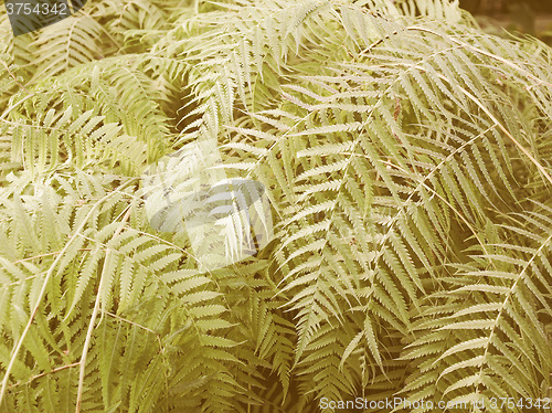 Image of Retro looking Ferns picture