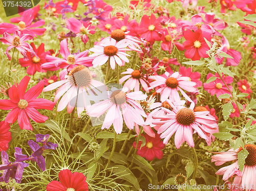 Image of Retro looking Daisy flower