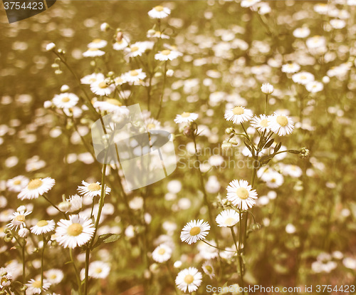 Image of Retro looking Daisy picture