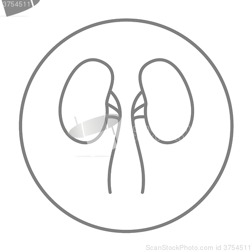 Image of Kidney line icon.