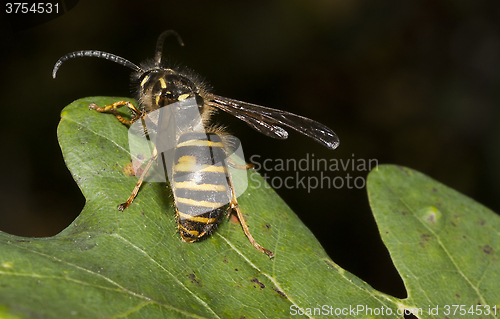 Image of common wasp