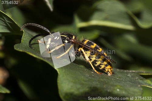 Image of wasp