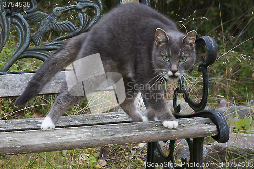 Image of angry cat