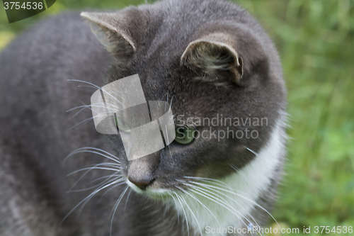 Image of grey cat