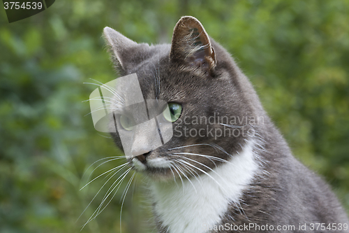 Image of grey cat