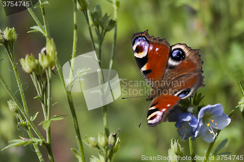 Image of peacock butterfly