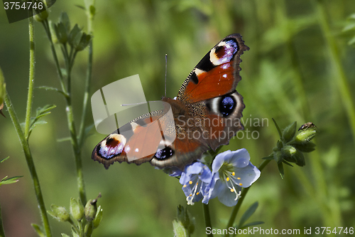 Image of peacock butterfly