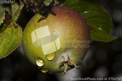 Image of drops on apple