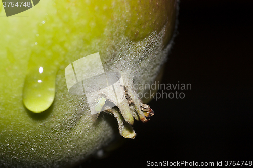 Image of crying apple