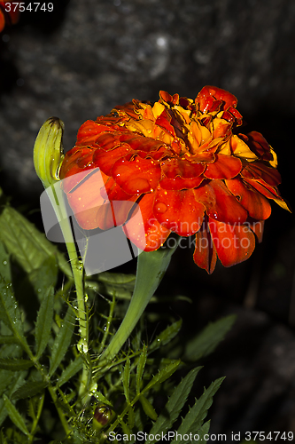 Image of african marigold
