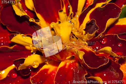 Image of african marigold