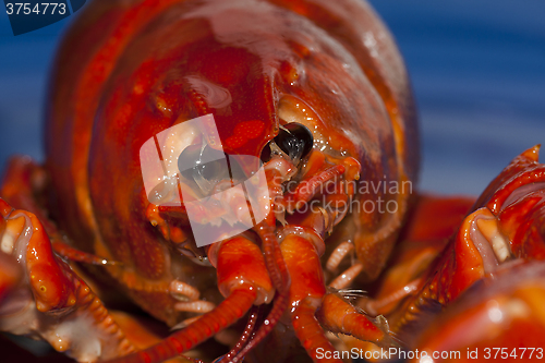 Image of crayfish